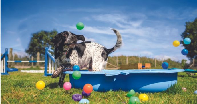Doggy Day Care Pool