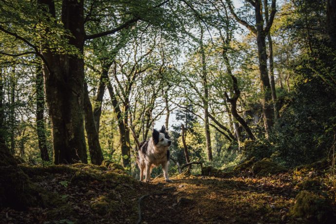 Let the Welsh Woodlands Take You to Another World