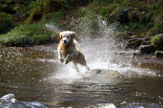 Make A Splash in The Waters of Wales