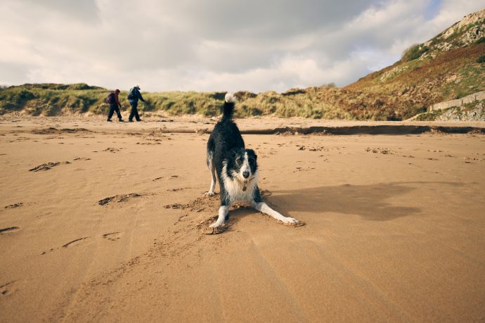 Pawprints in the Sand: Canine Coastal Escapes in Wales