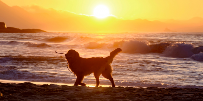 The Dog-Friendly Staycation – A Fun Alternative to Overseas Travel