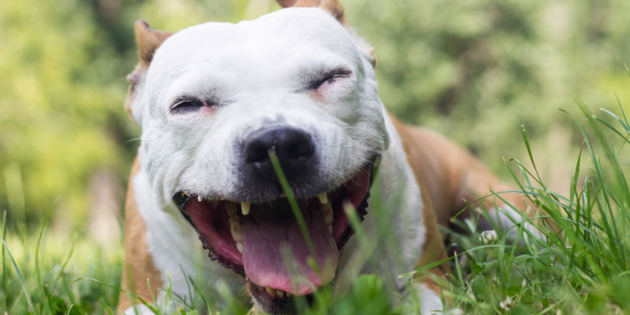 Choking Dogs: What Every Dog Owner Should Know Before Their First Petaway