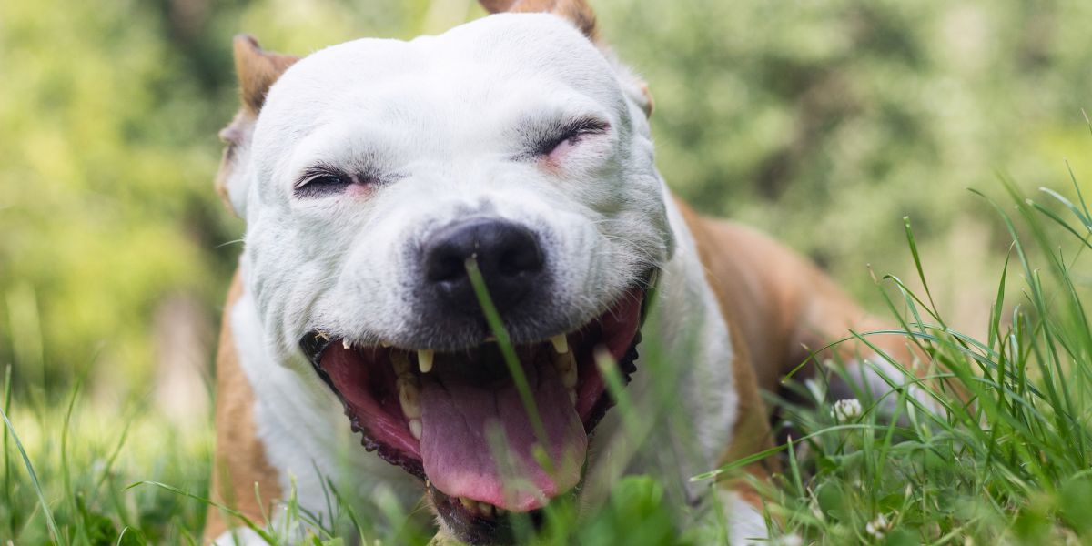 Dog in grass