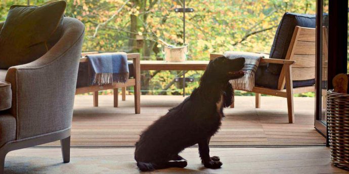Dog-Friendly Treehouses