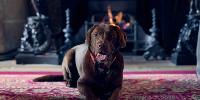Dog-Friendly Cliveden House