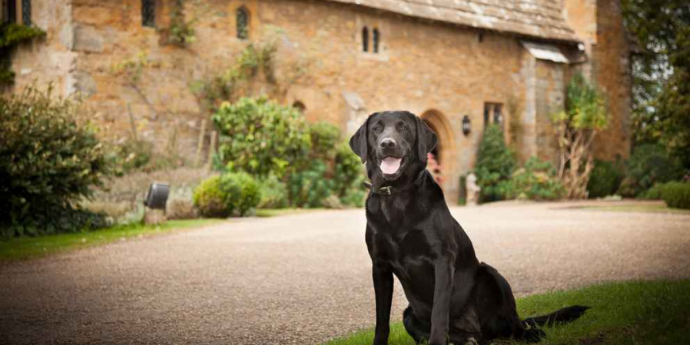 Bailiffs Court, Dog-Friendly Hotel