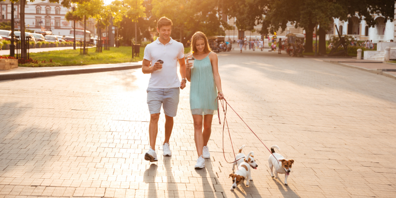 Couple walking dogs