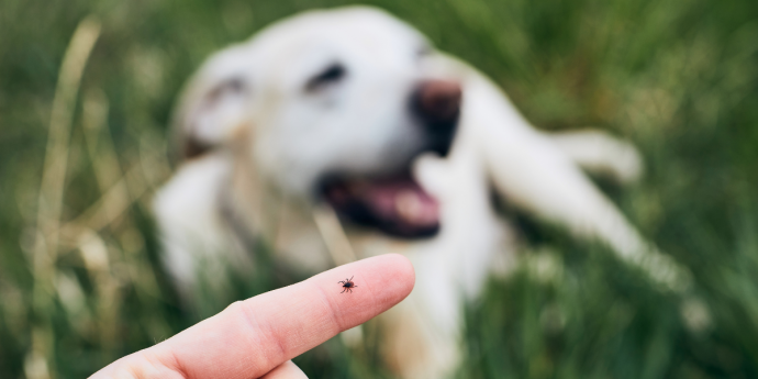 Grass Seeds and Ticks: How to Have a Safer Summer While Glamping or Camping