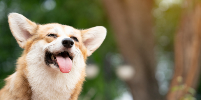 Keep Your Pup Safe in the Sun: What Every Pet Owner Should Know