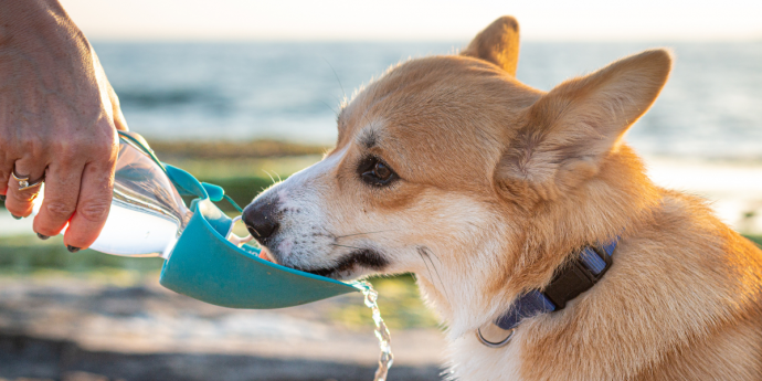 Heatstroke in Dogs – What Every Pet Owner Should Know