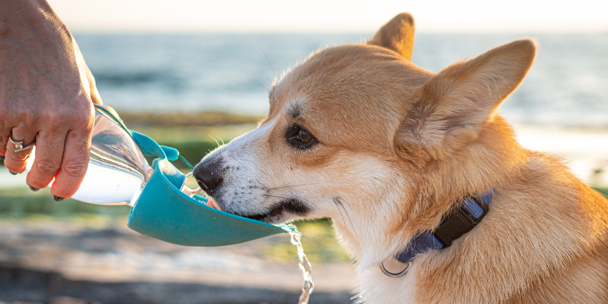 Corgi drinking water to prevent heatstroke