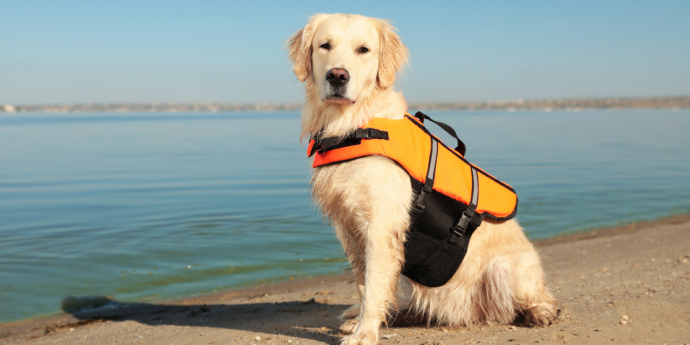 Preventing Dogs Drowning: How to Have a Safer Summer with Your Dog