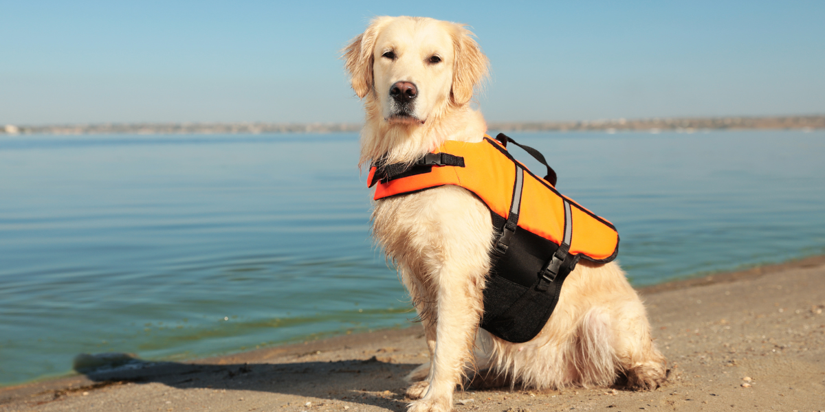 Dog Life Jacket