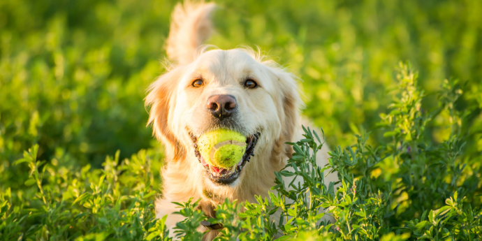 Ace Your Stay: Choosing a Dog-Friendly Hotel with a Tennis Court