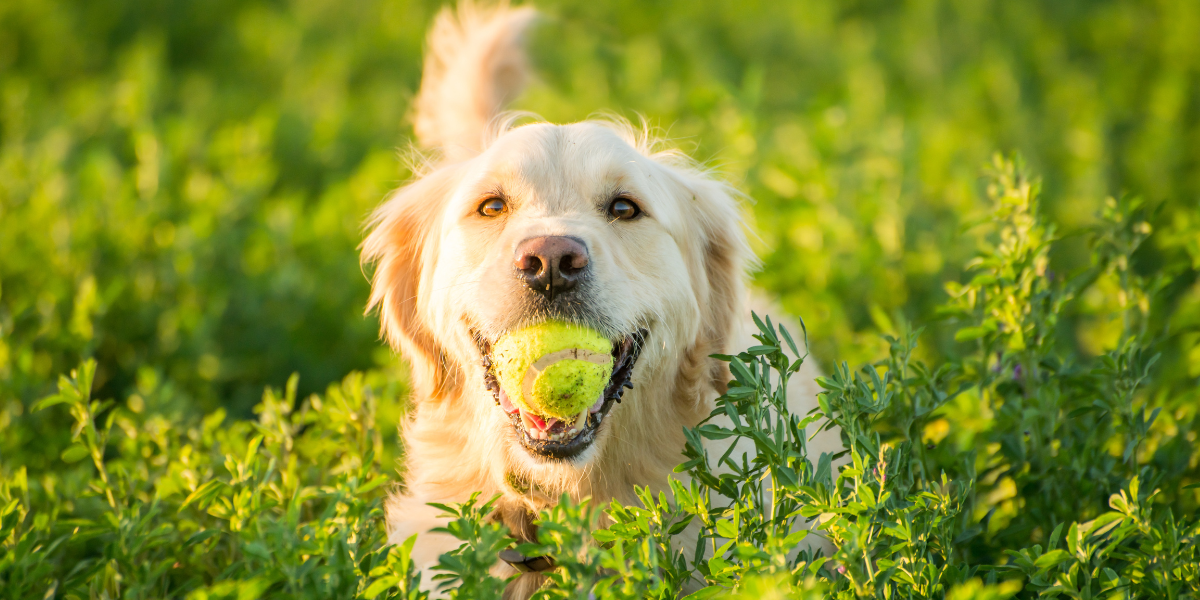 Dog with tennis ball
