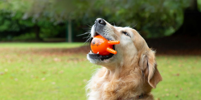 Become a Great ExPAWer with Good Boy
