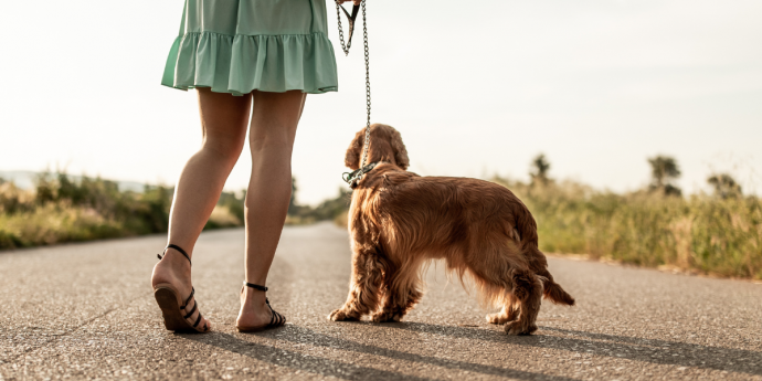 Top 10 Dog Walks in Suffolk