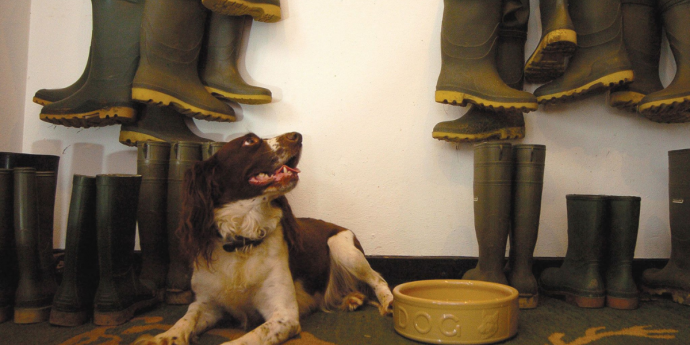 Dog-Friendly Devonshire Arms