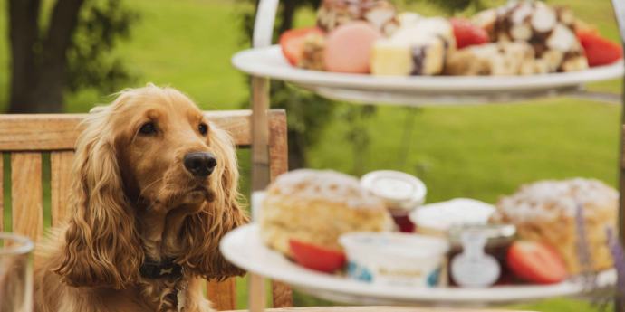 Dog-Friendly North Lakes