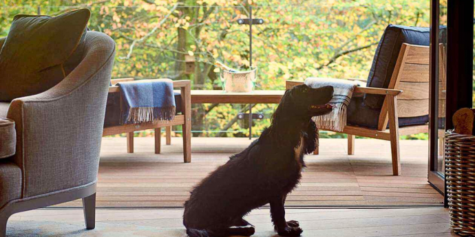 Dog-Friendly Treehouses