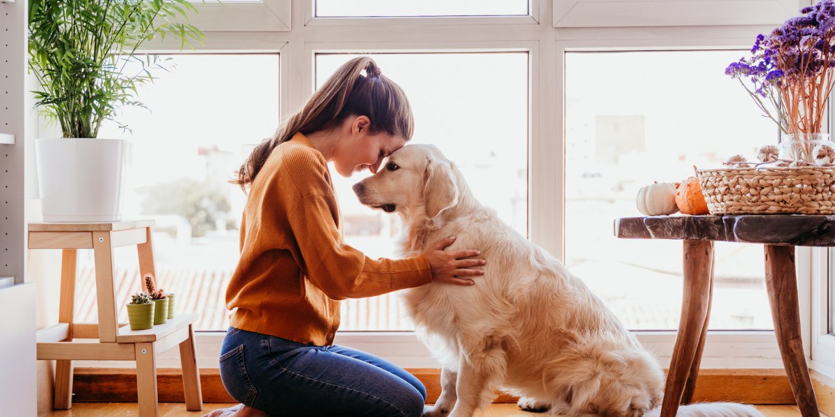 Comforting anxious dog