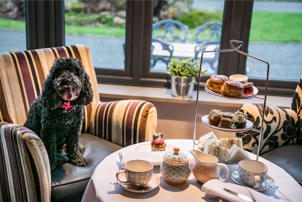 Dog Dining