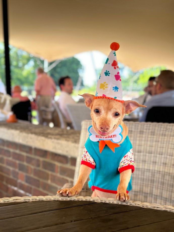 PetsPyjamas celebrate Tuna Melts My Heart’s 14th Birthday