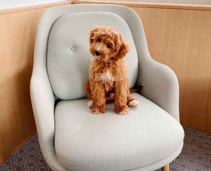 Pup enjoying Royal Lancaster Hotel