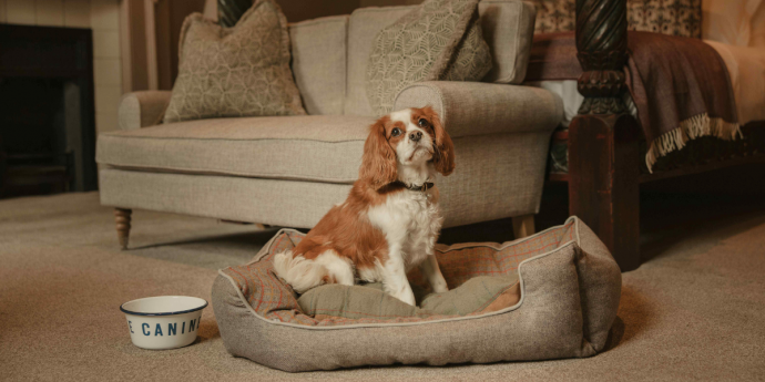 Our Top 7 Dog-Friendly Luxury Hotels