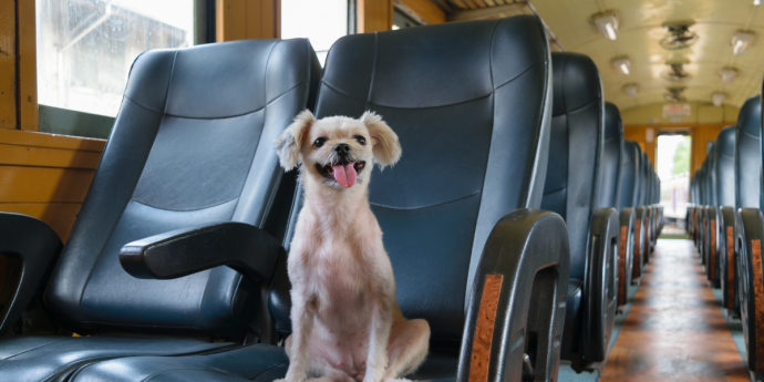 Top 5 Dog-Friendly Holidays by Train