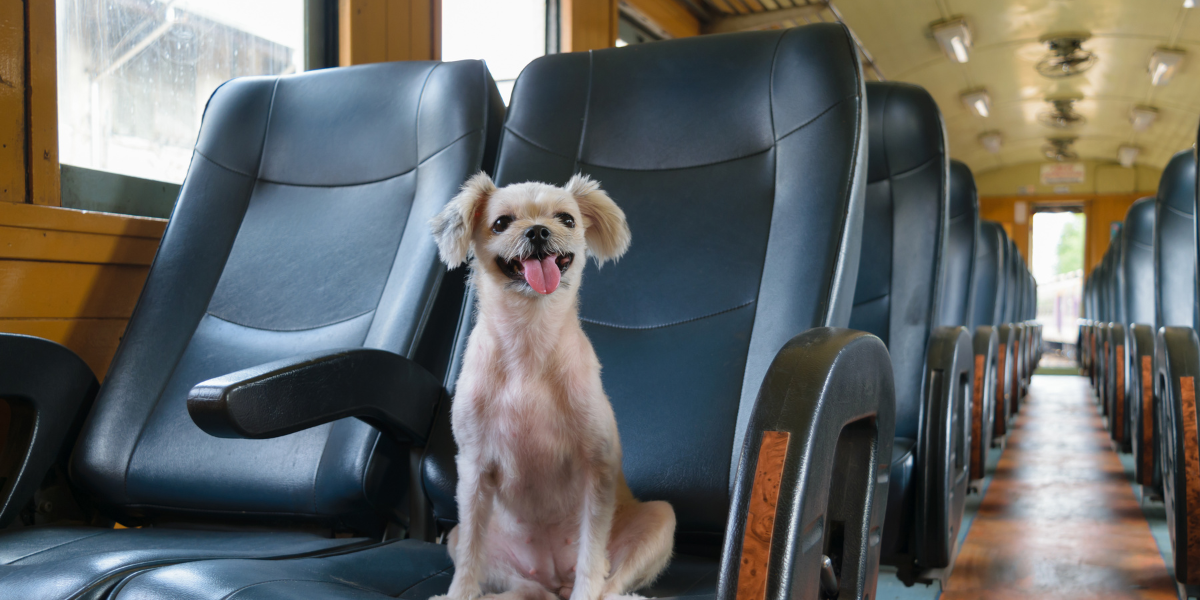 dog-friendly train