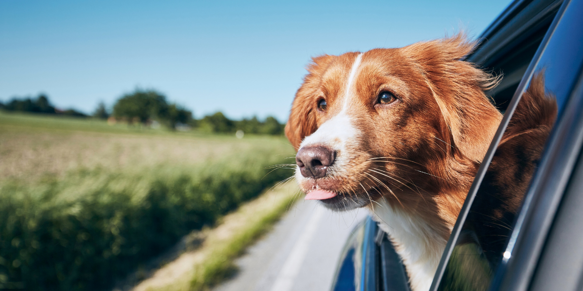 Dog Travel