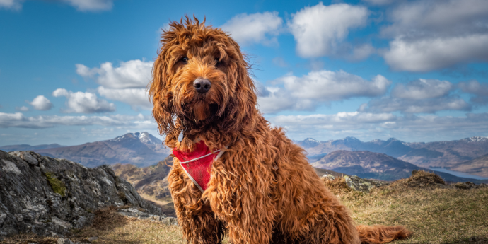 Trossachs National Park Dog by mountaintreks via Shutterstock