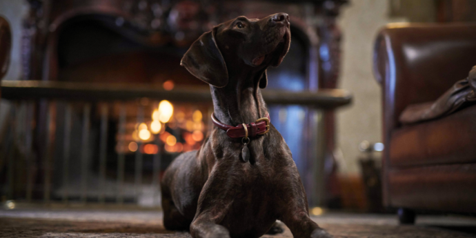 Dog-Friendly Meldrum House