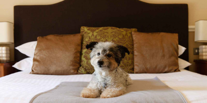 Dog-Friendly Down Hall Hotel