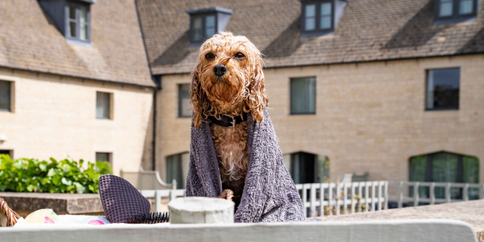 Dog-Friendly Ellenborough Park