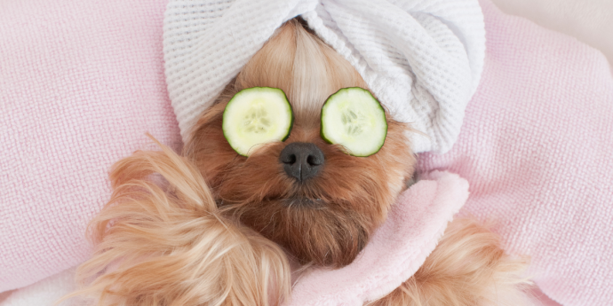 7 Best Dog-Friendly Hotels with 5* Treatment