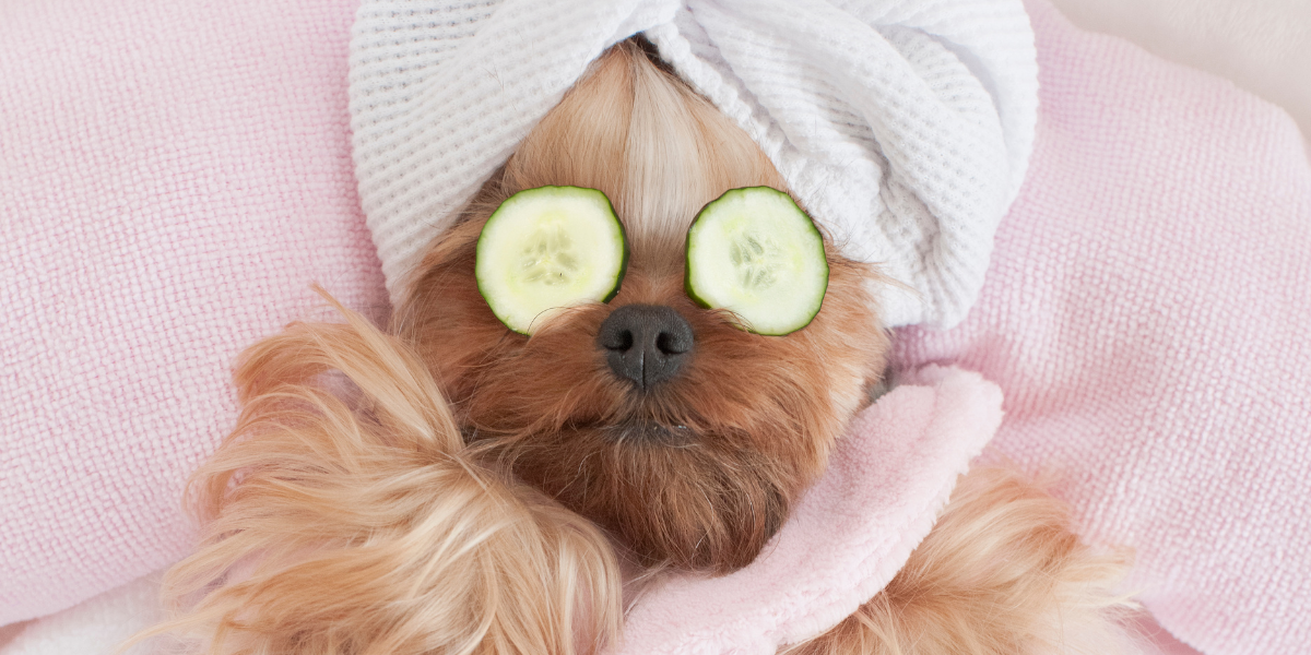 Dog 5 Star Treatment