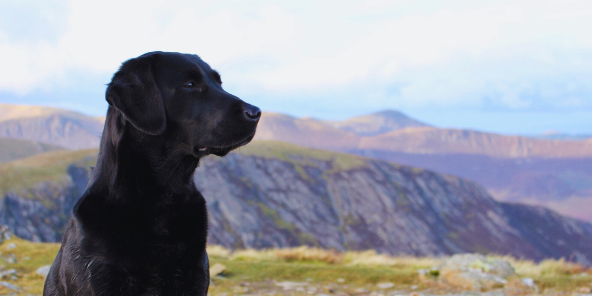 Lake District Dog