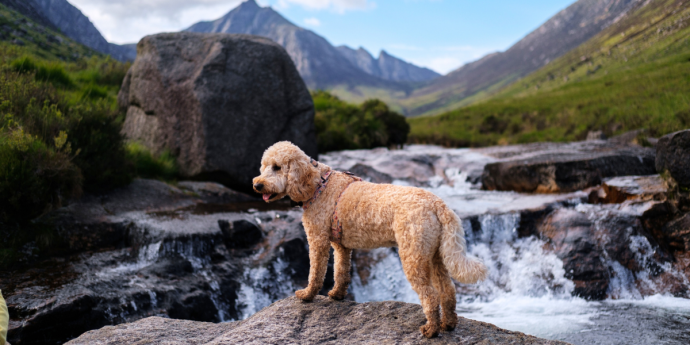 Top Tips for Dog-Friendly Holidays in Scotland