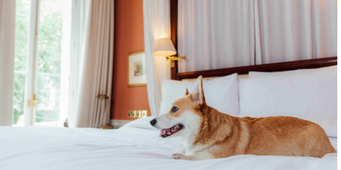 dog-friendly london