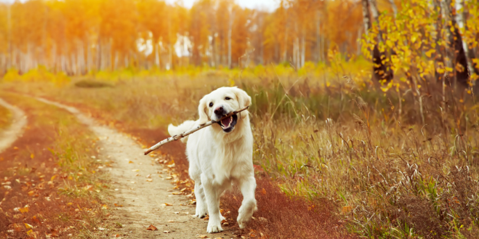 The Top Dog Walking Trails in the UK in 2024