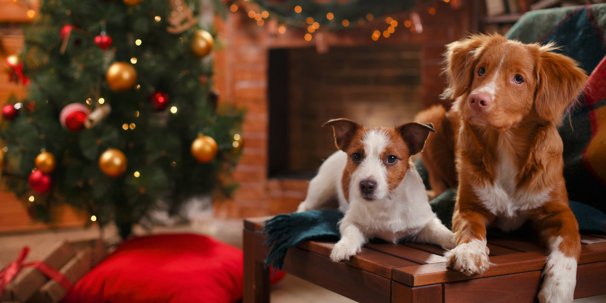 Dog-Friendly Cottage