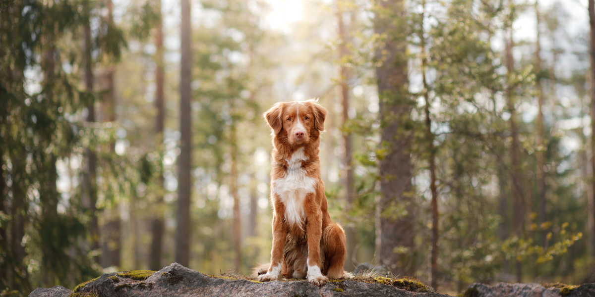 New Forest Dog