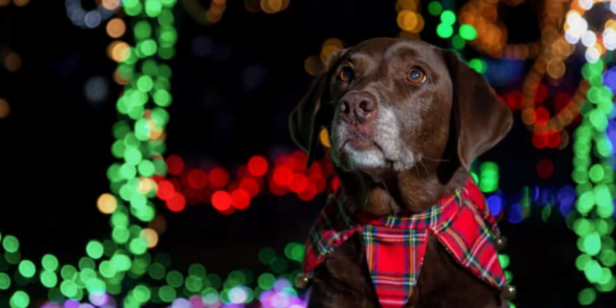 Dog-Friendly Christmas Light Trail