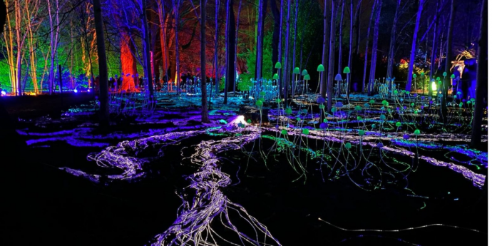 Dog-Friendly Light Trail