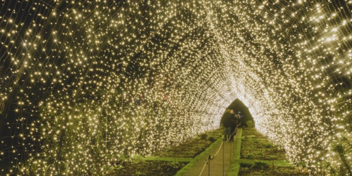Dog-Friendly Light Trail