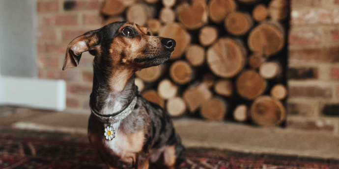 Dog-Friendly Hotel