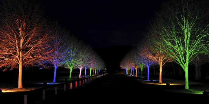 Dog-Friendly Christmas Light Trail