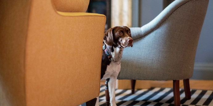 Dog-Friendly Fowey Hall